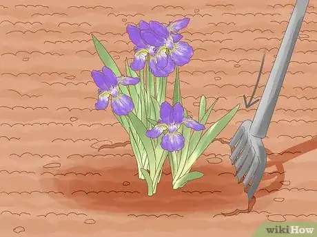 Image titled Divide Bearded Irises Step 3