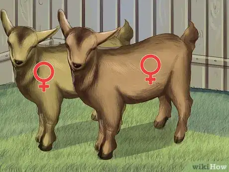 Image titled Raise Nigerian Dwarf Goats Step 7