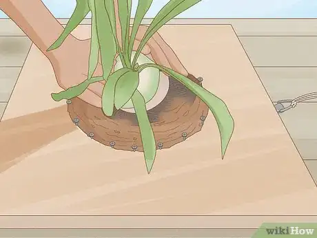 Image titled Grow a Staghorn Fern Step 19