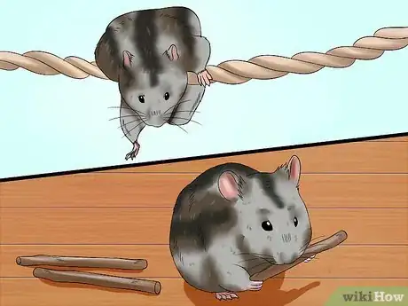 Image titled Exercise a Hamster Step 4