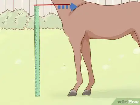 Image titled Measure the Height of Horses Step 5