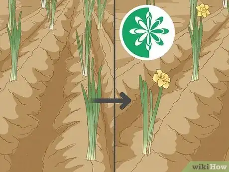 Image titled Plant Daffodils Step 9
