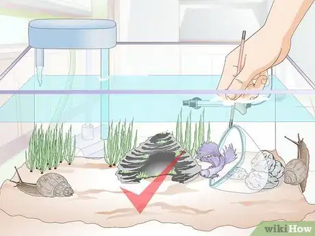 Image titled Add a Betta to a Community Tank Step 9
