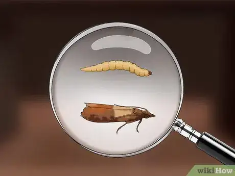 Image titled Get Rid of Pantry Moths Step 13
