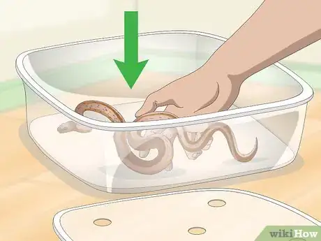Image titled Get Rid of Mites on Snakes Step 2