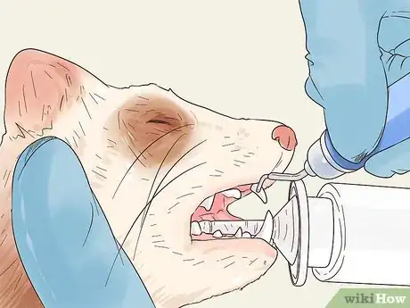 Image titled Clean a Ferret's Teeth Step 11