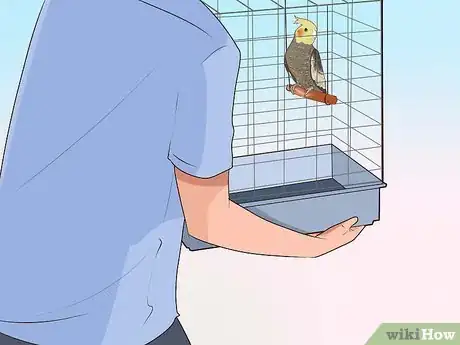 Image titled Get Your Cockatiel to Stop Laying Eggs Step 5