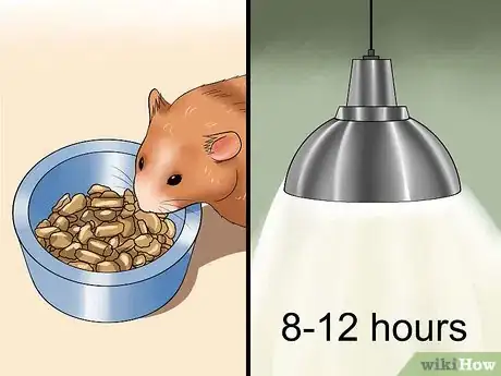 Image titled Cure Your Not Moving Hamster Step 4