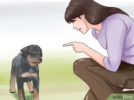 Image titled Train Your Rottweiler Puppy With Simple Commands Step 3