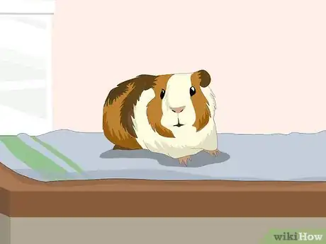Image titled Determine the Sex of a Guinea Pig Step 3