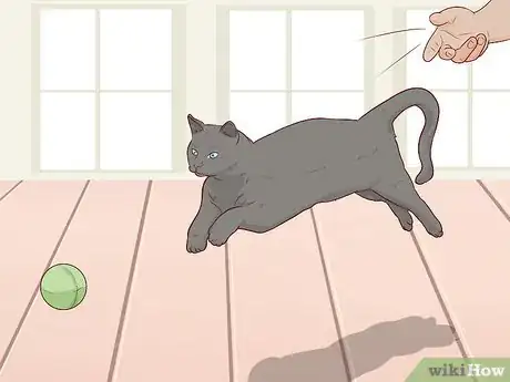 Image titled Take Care of a Bombay Cat Step 10