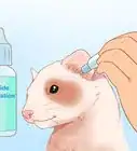 Clean a Ferret's Ears