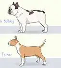 Identify a French Bulldog