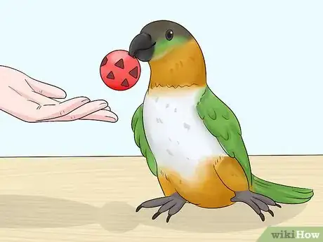 Image titled Know if a Caique Parrot Is Right for You Step 1
