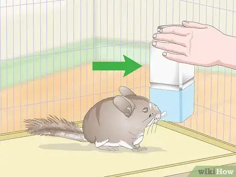 Image titled Deal with Bloat in Chinchillas Step 12