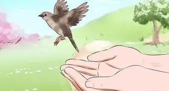 Feed a Baby Bird