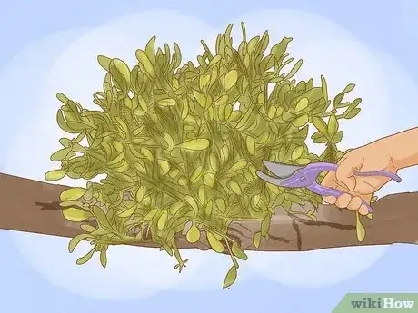Image titled Grow Mistletoe Step 10