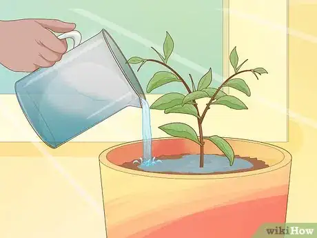 Image titled Plant Calamansi Step 14