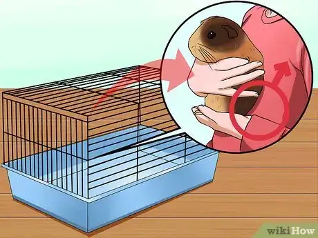 Image titled Tell if Your Guinea Pig Is Pregnant Step 10