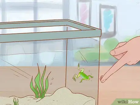 Image titled Play with Your African Dwarf Frog Step 8