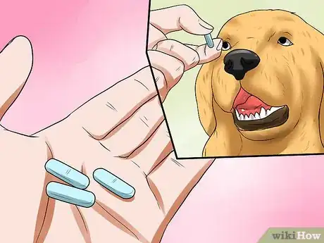 Image titled Diagnose Canine Leptospirosis Step 11