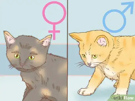 Image titled Determine the Sex of a Cat Step 5