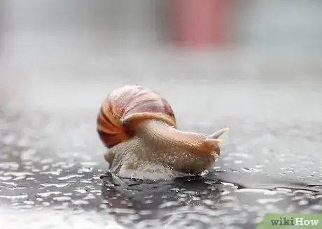 Image titled Keep a Pet Snail Step 1