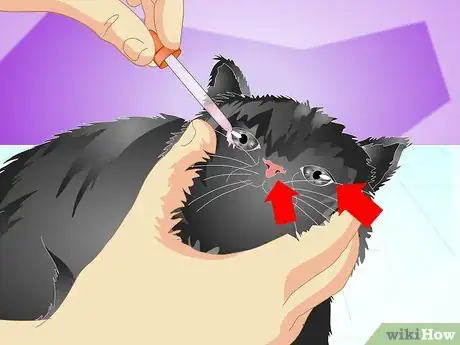 Image titled Vaccinate a Kitten Step 14