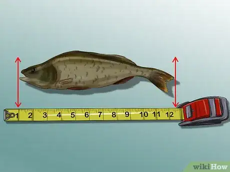 Image titled Measure Fish Step 2