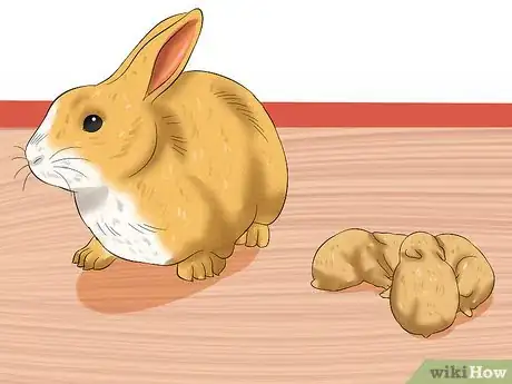 Image titled Prepare for Baby Bunnies Step 24