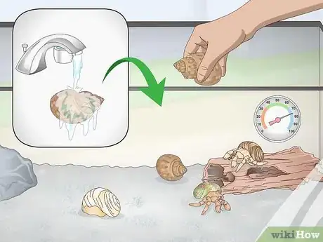 Image titled Clean a Sea Shell (for Hermit Crabs) Step 6
