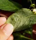 Make a Natural Insecticide