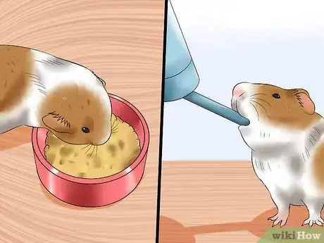 Image titled Walk a Guinea Pig on a Leash Step 14