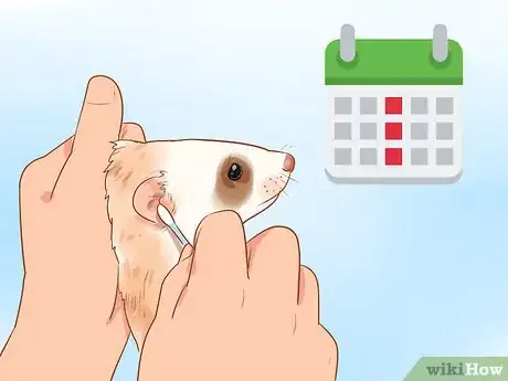 Image titled Clean a Ferret's Ears Step 6