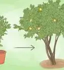 Plant a Lemon Seed