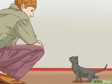 Image titled Discipline Cats Step 4