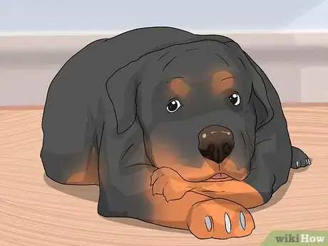 Image titled Treat Dysplasia in Rottweilers Step 3