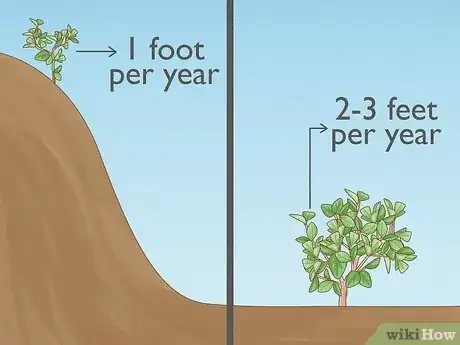Image titled Know How Long It Takes for a Tree to Grow Step 2
