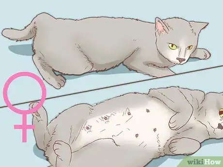 Image titled Determine the Sex of a Cat Step 7