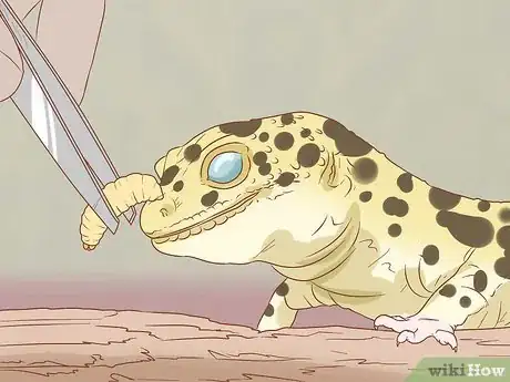 Image titled Hand Feed a Blind Leopard Gecko Step 2