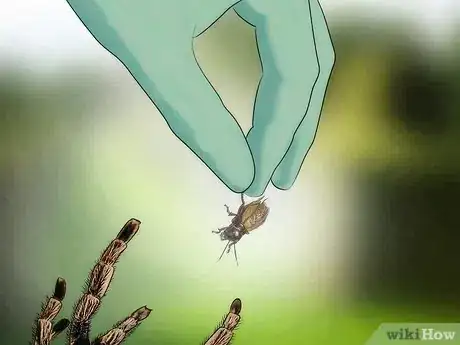 Image titled Feed a Tarantula Step 6