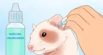 Clean a Ferret's Ears
