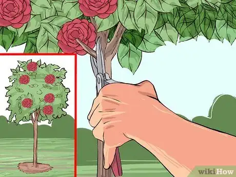 Image titled Care for Camellias Step 11