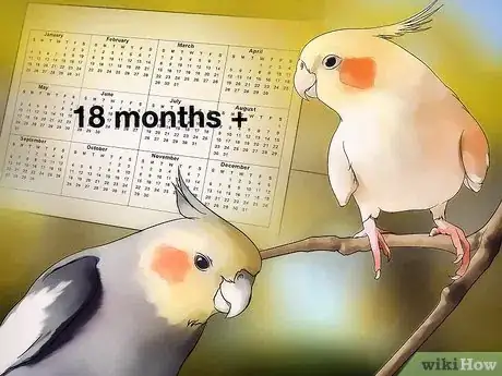 Image titled Breed Cockatiels Step 1