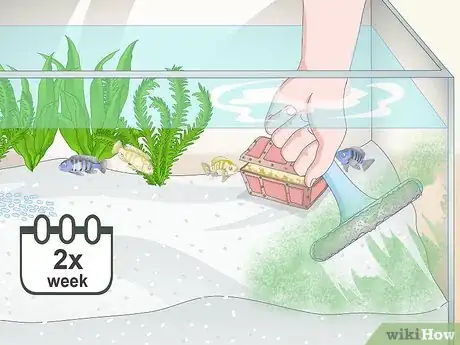 Image titled Remove Fish from an Aquarium to Clean Step 13
