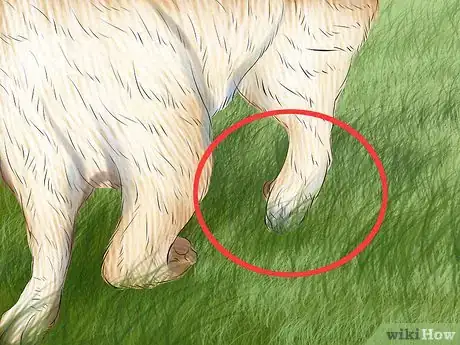 Image titled Identify a Maremma Sheepdog Step 11
