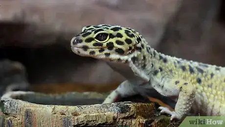 Image titled Care for a Leopard Gecko Step 7