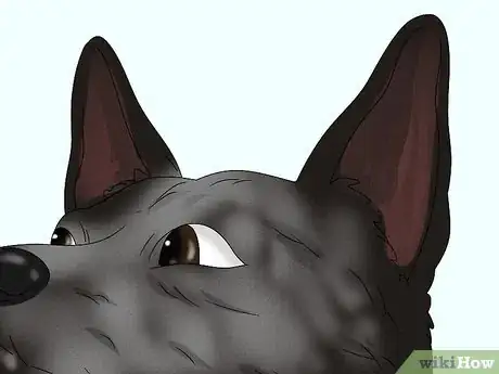 Image titled Identify an Australian Cattle Dog Step 2
