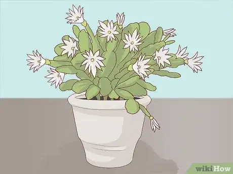 Image titled Make an Easter Cactus Bloom Step 18