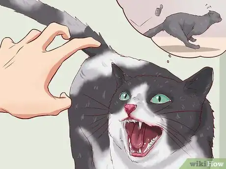 Image titled Discipline Cats Step 6